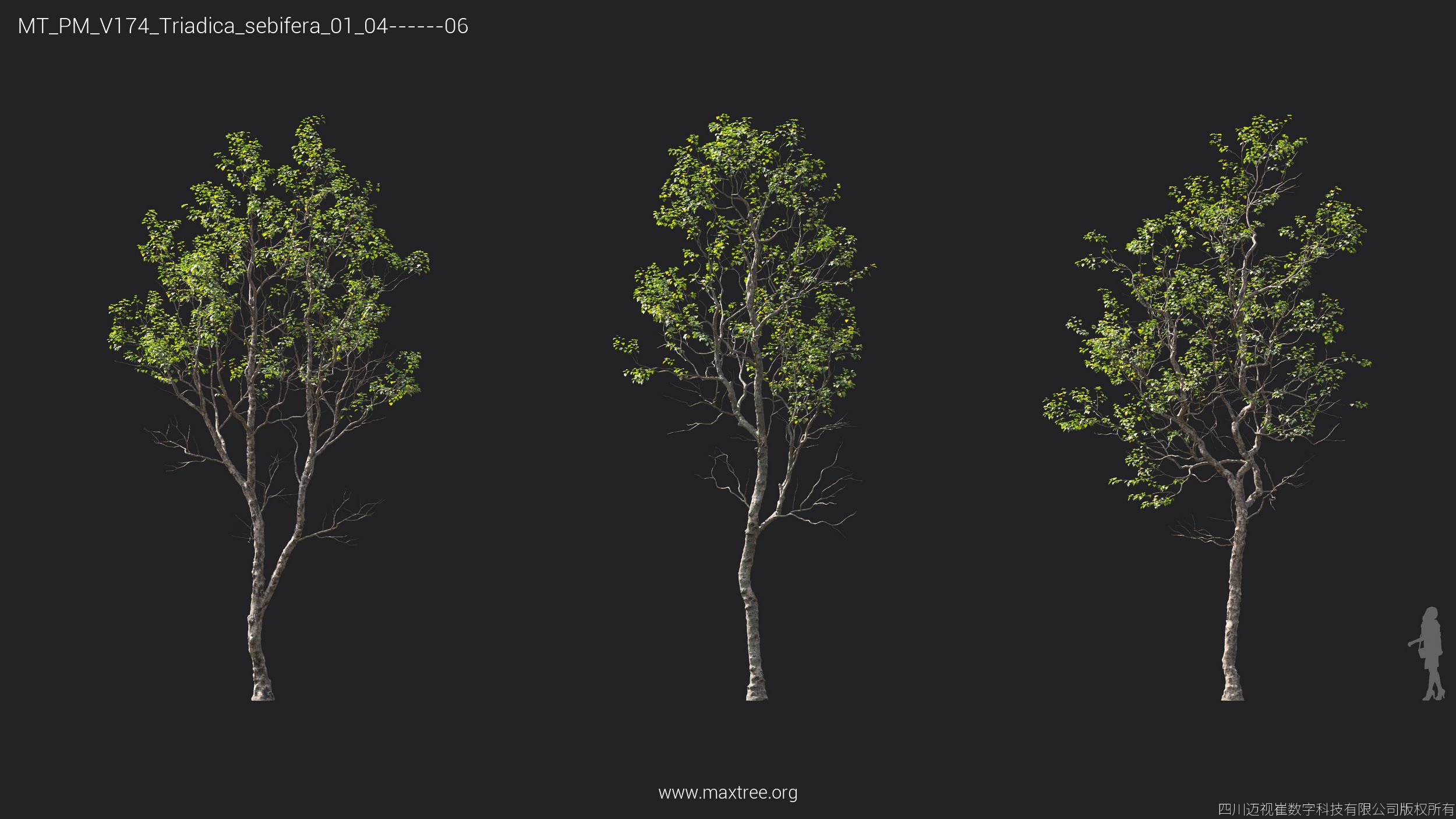 Plant Models Vol 174 - 图片 37