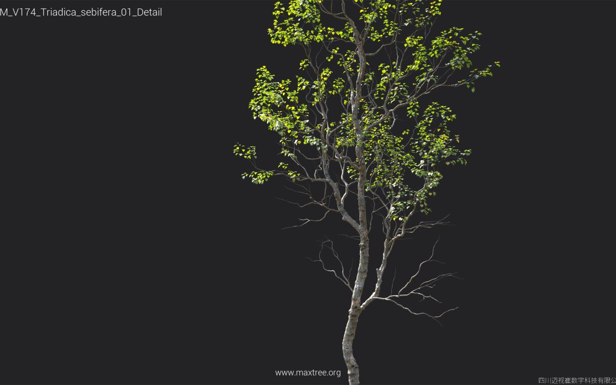 Plant Models Vol 174 - 图片 38