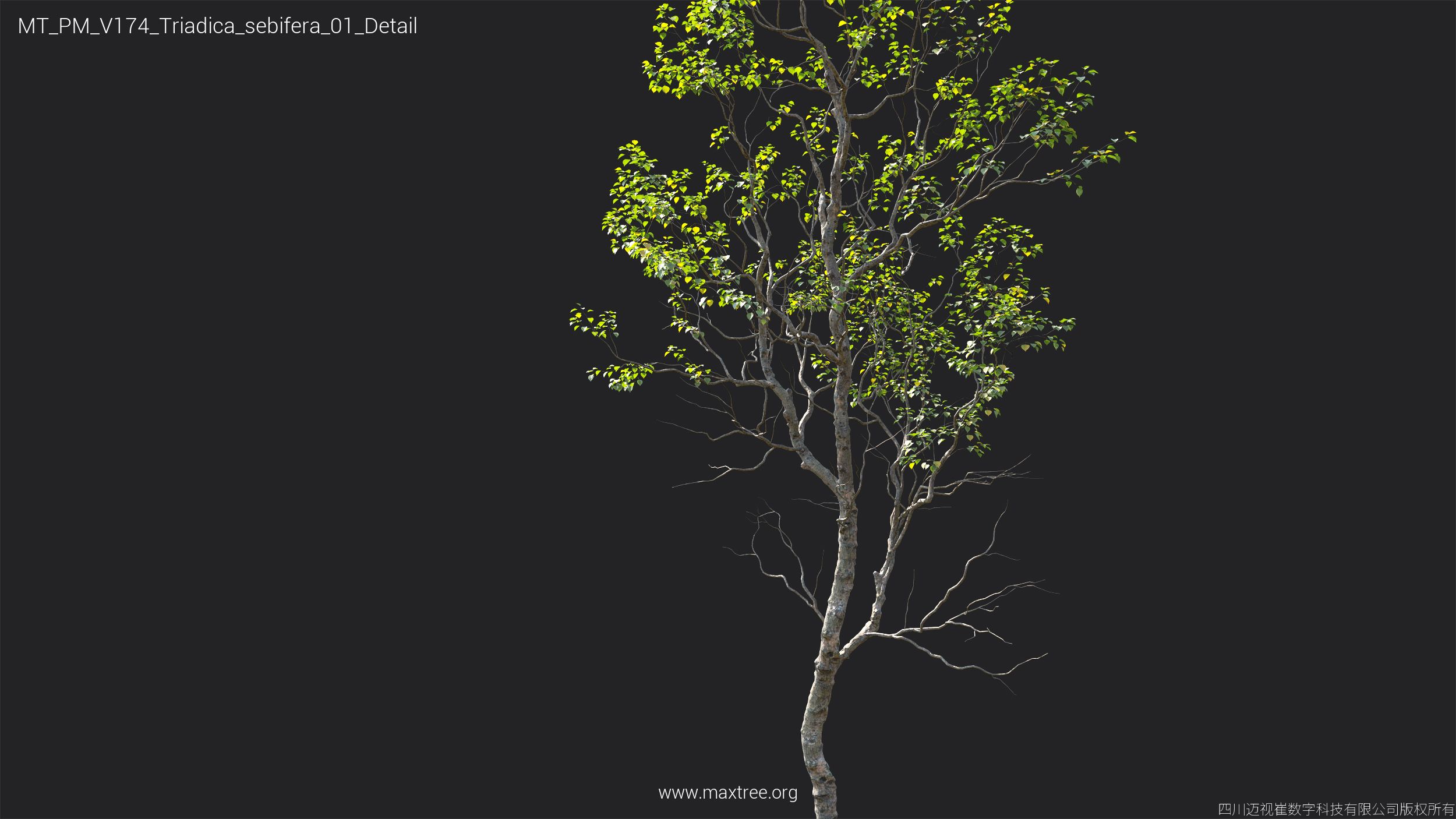 Plant Models Vol 174 - 图片 38