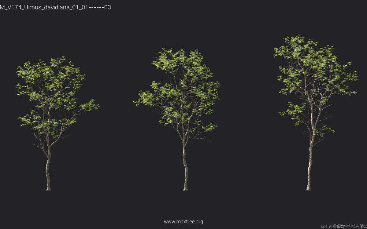 Plant Models Vol 174 - 图片 39