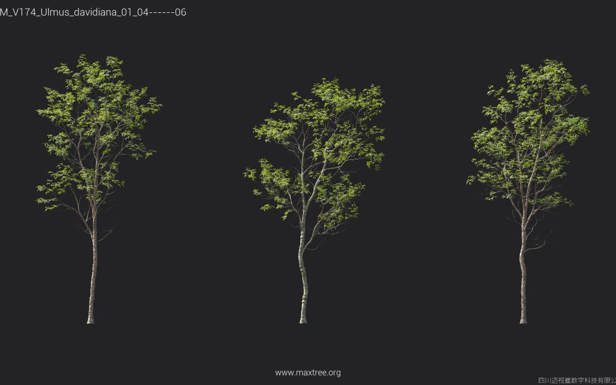 Plant Models Vol 174 - 图片 40