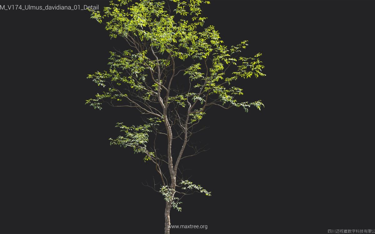 Plant Models Vol 174 - 图片 41