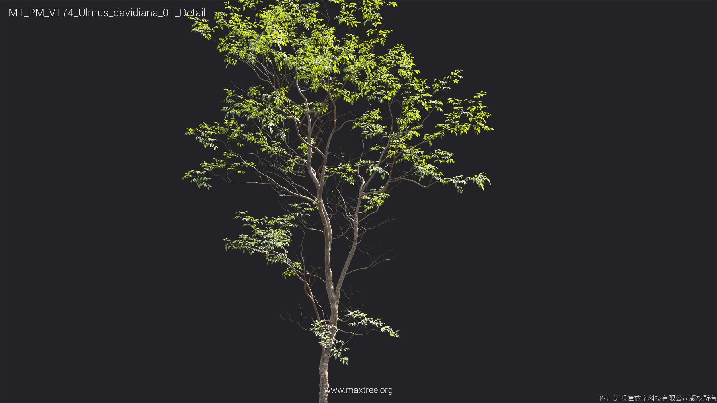 Plant Models Vol 174 - 图片 41