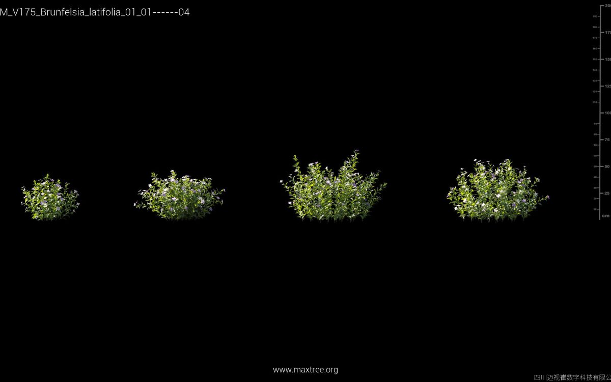 Plant Models Vol 175 - 图片 6
