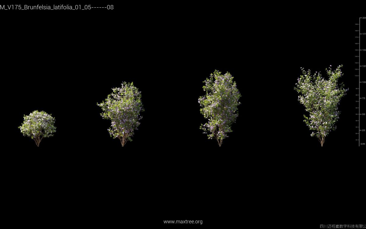 Plant Models Vol 175 - 图片 7