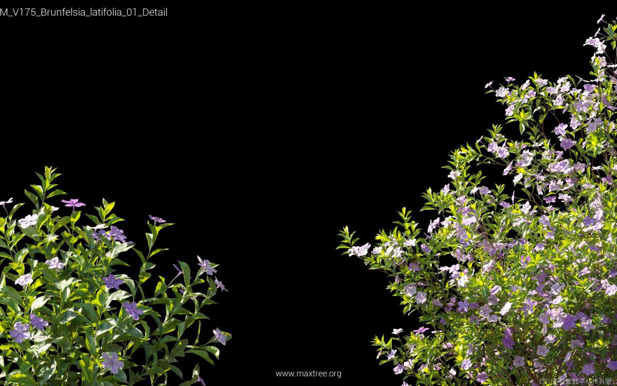 Plant Models Vol 175 - 图片 8