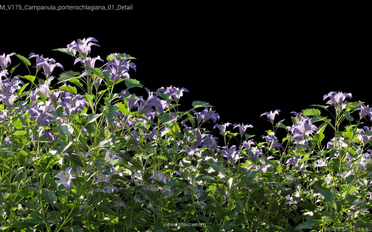 Plant Models Vol 175 - 图片 11