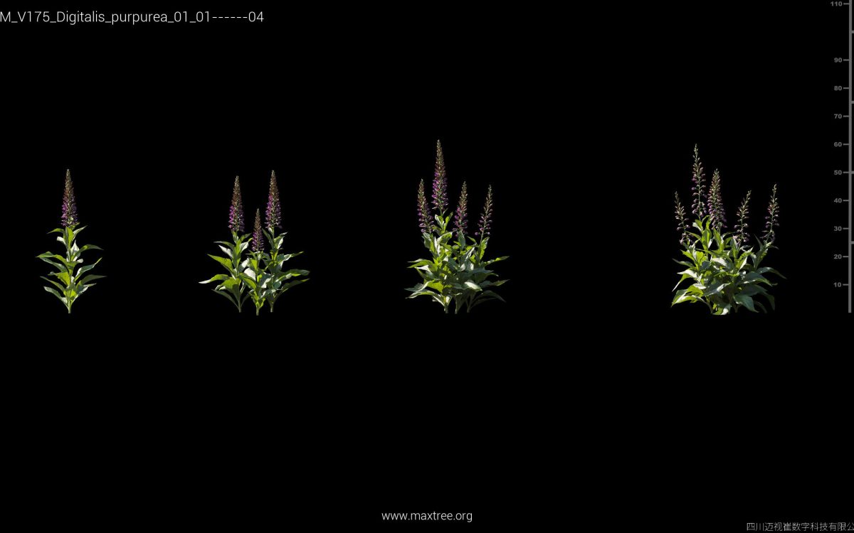 Plant Models Vol 175 - 图片 12