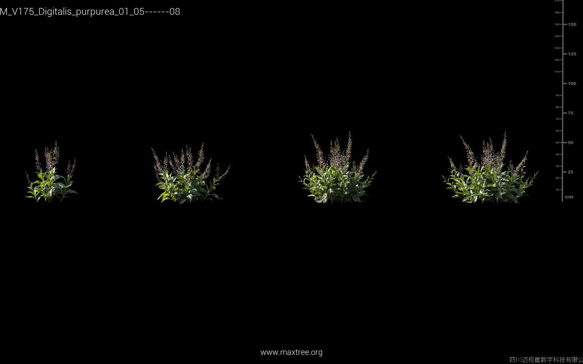 Plant Models Vol 175 - 图片 13
