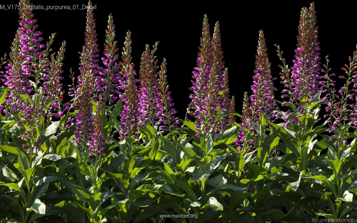 Plant Models Vol 175 - 图片 14