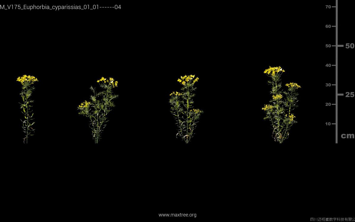 Plant Models Vol 175 - 图片 15