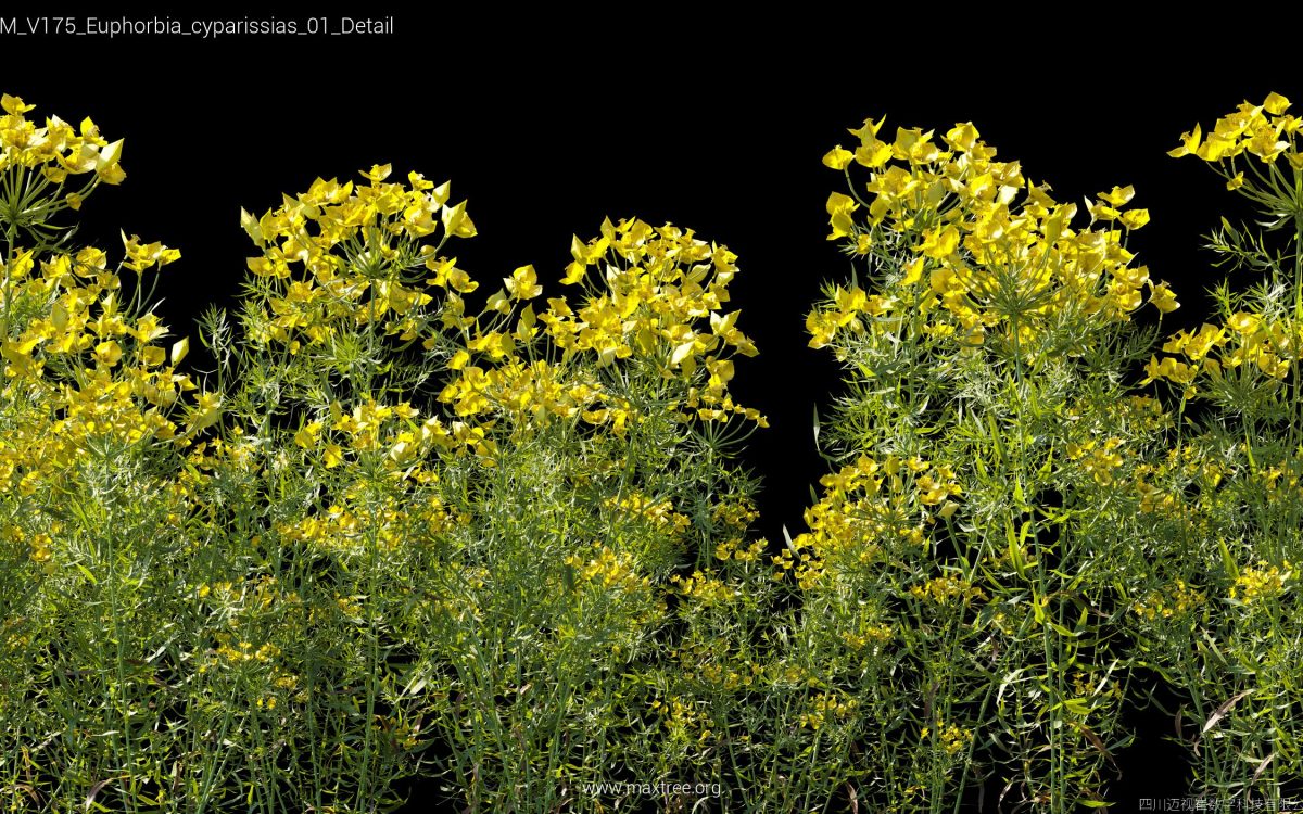 Plant Models Vol 175 - 图片 17