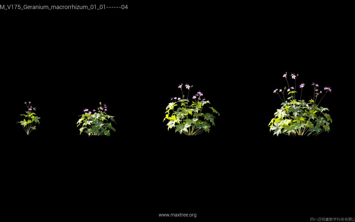 Plant Models Vol 175 - 图片 18