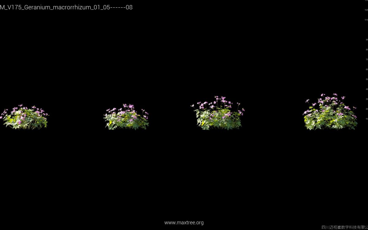 Plant Models Vol 175 - 图片 19