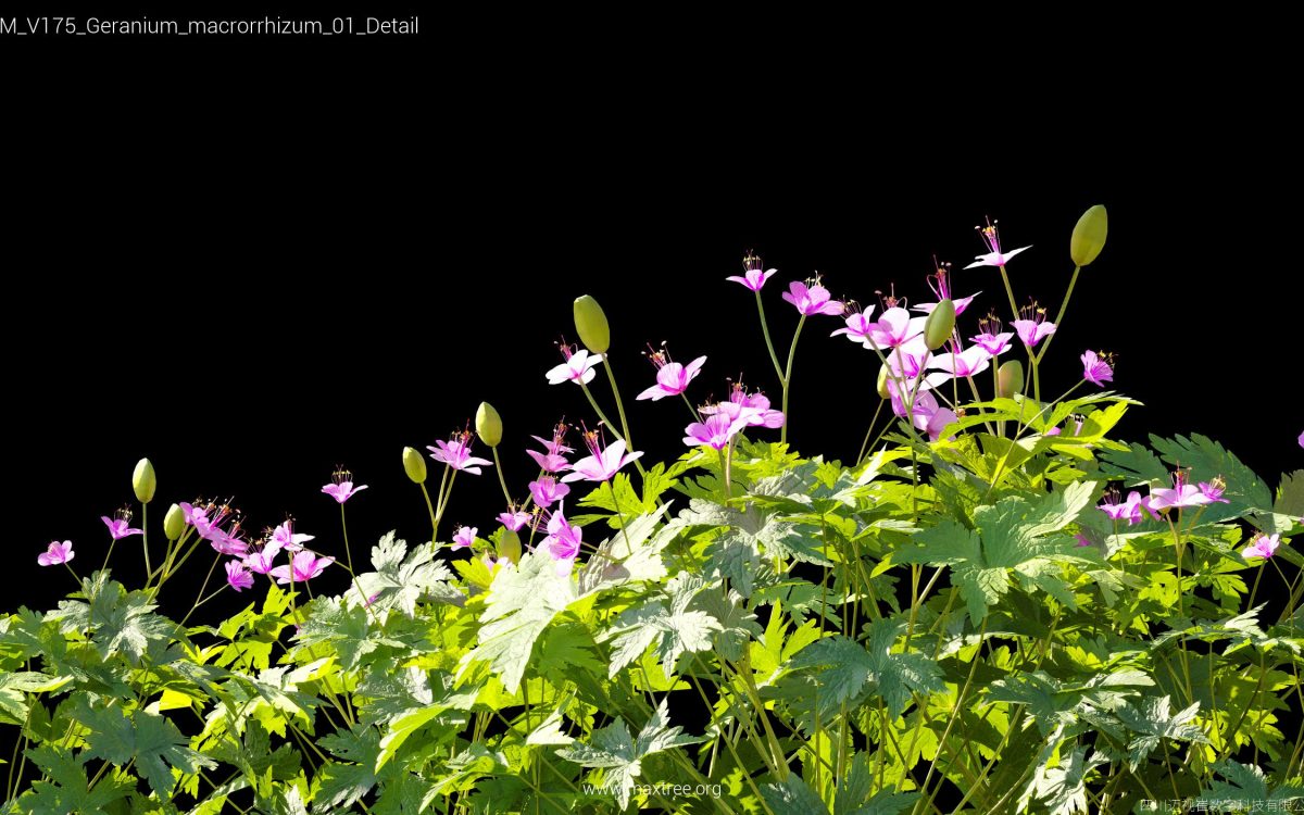 Plant Models Vol 175 - 图片 20