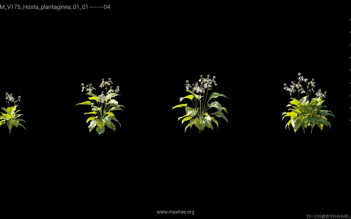 Plant Models Vol 175 - 图片 21
