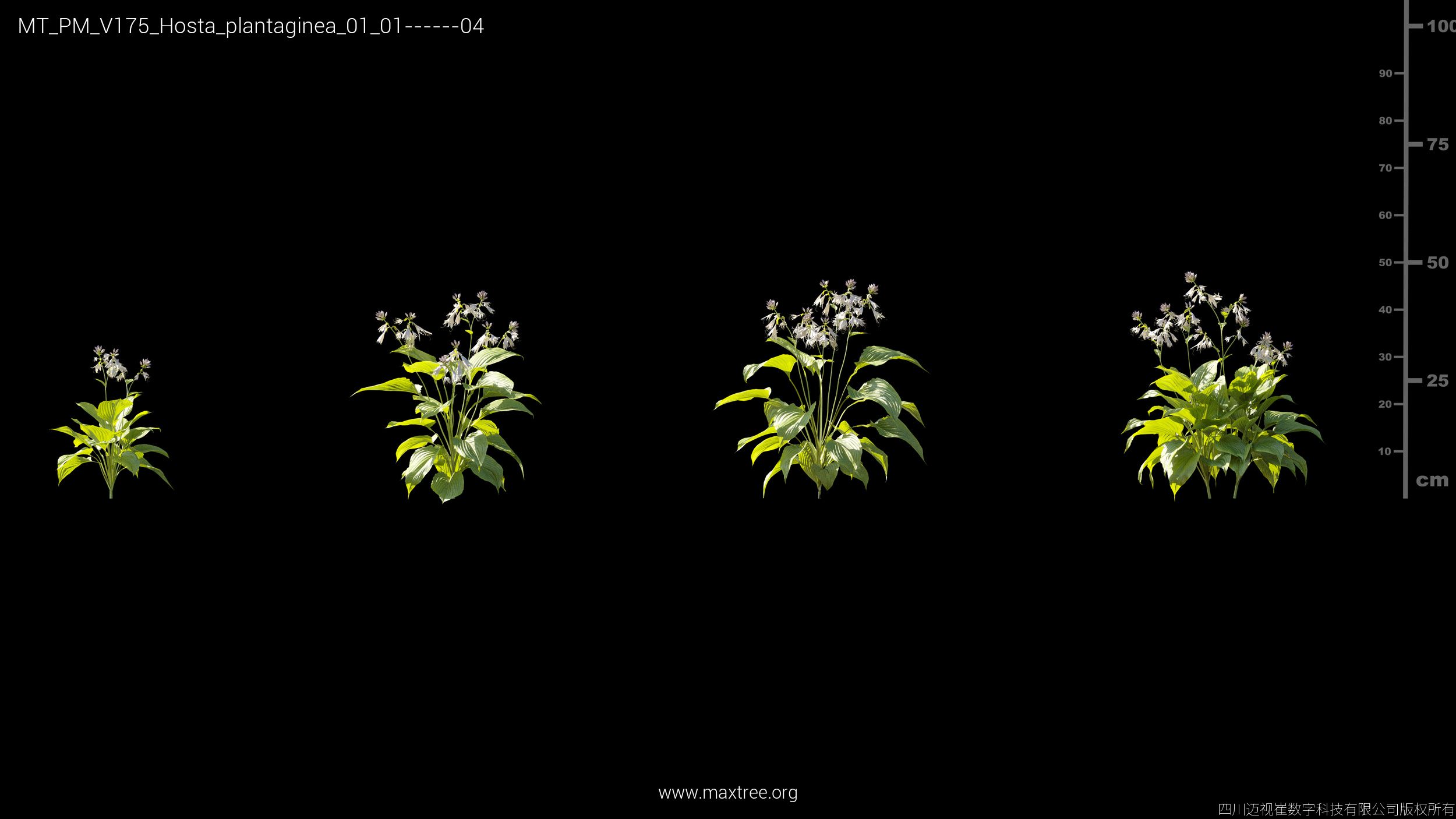 Plant Models Vol 175 - 图片 21
