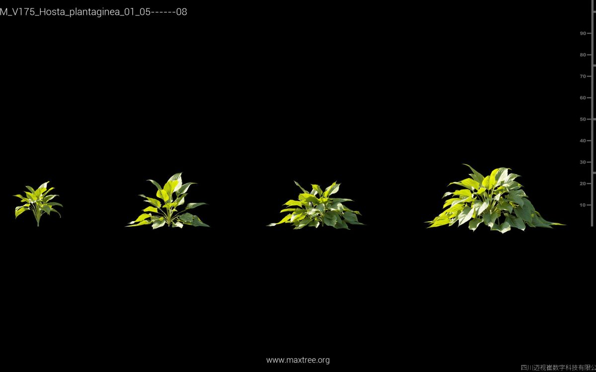 Plant Models Vol 175 - 图片 22