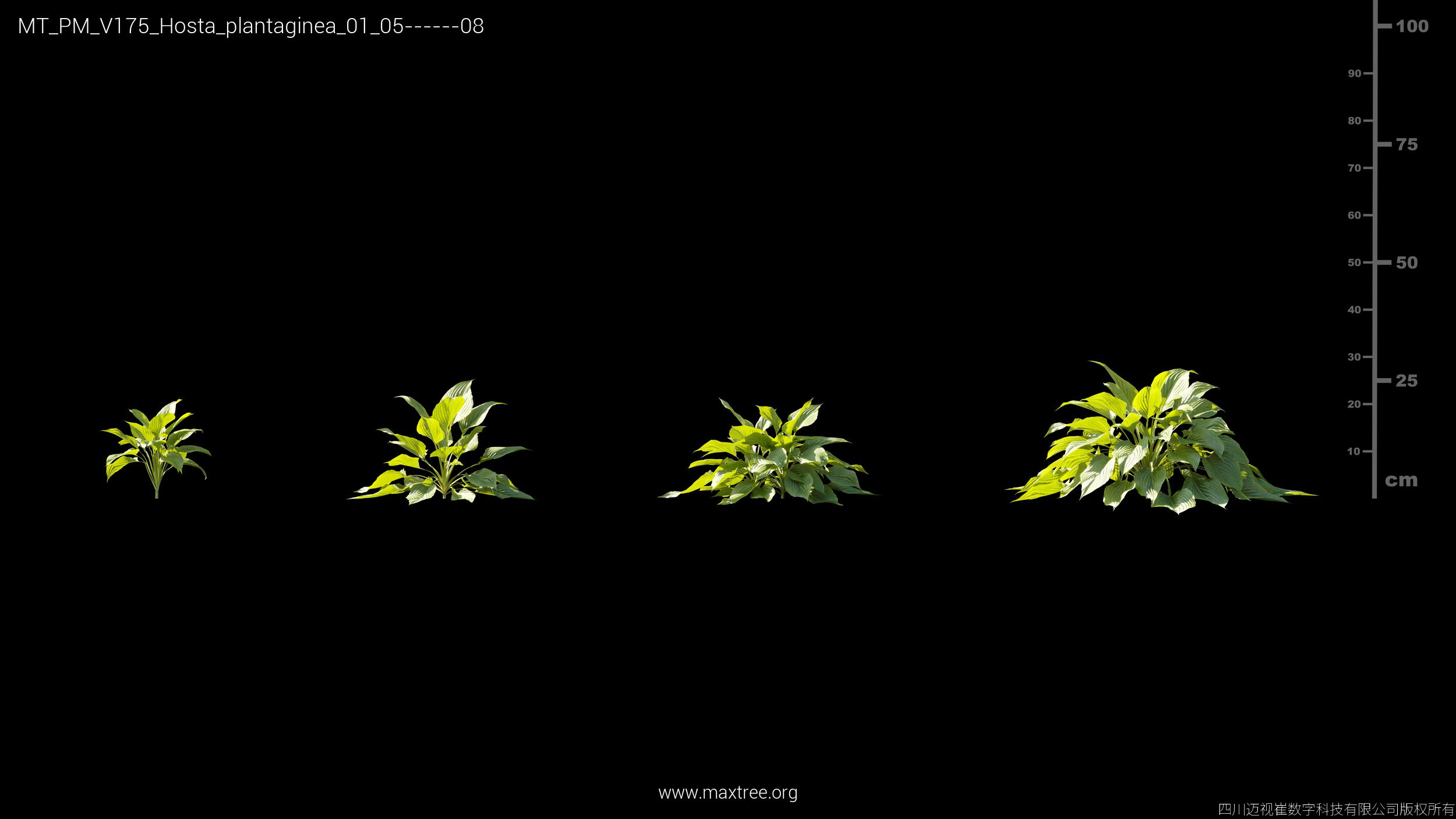 Plant Models Vol 175 - 图片 22