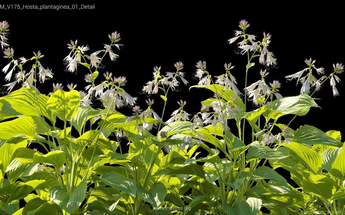 Plant Models Vol 175 - 图片 23