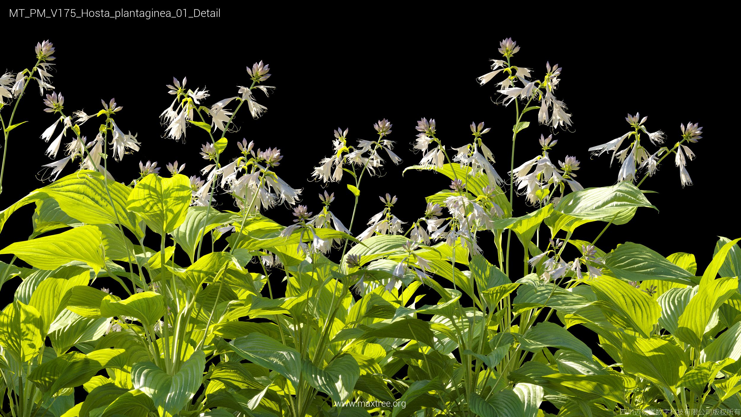 Plant Models Vol 175 - 图片 23
