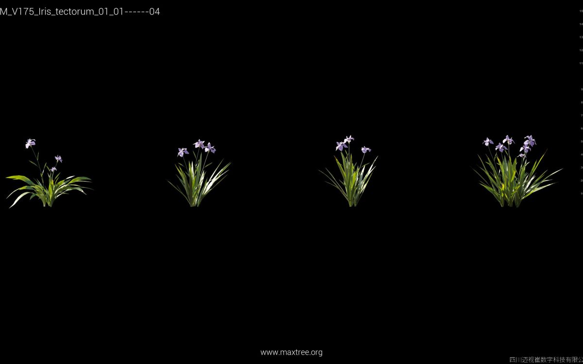 Plant Models Vol 175 - 图片 24