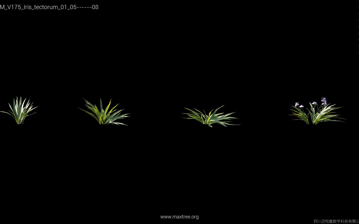 Plant Models Vol 175 - 图片 25