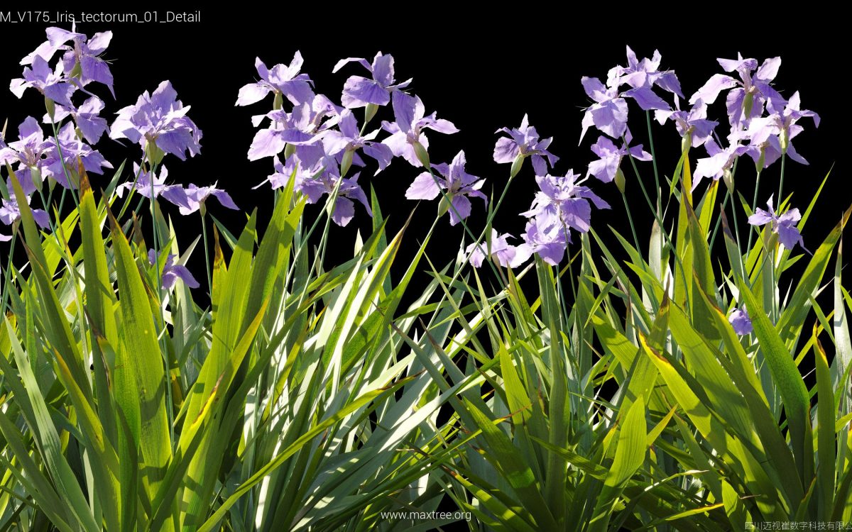 Plant Models Vol 175 - 图片 26