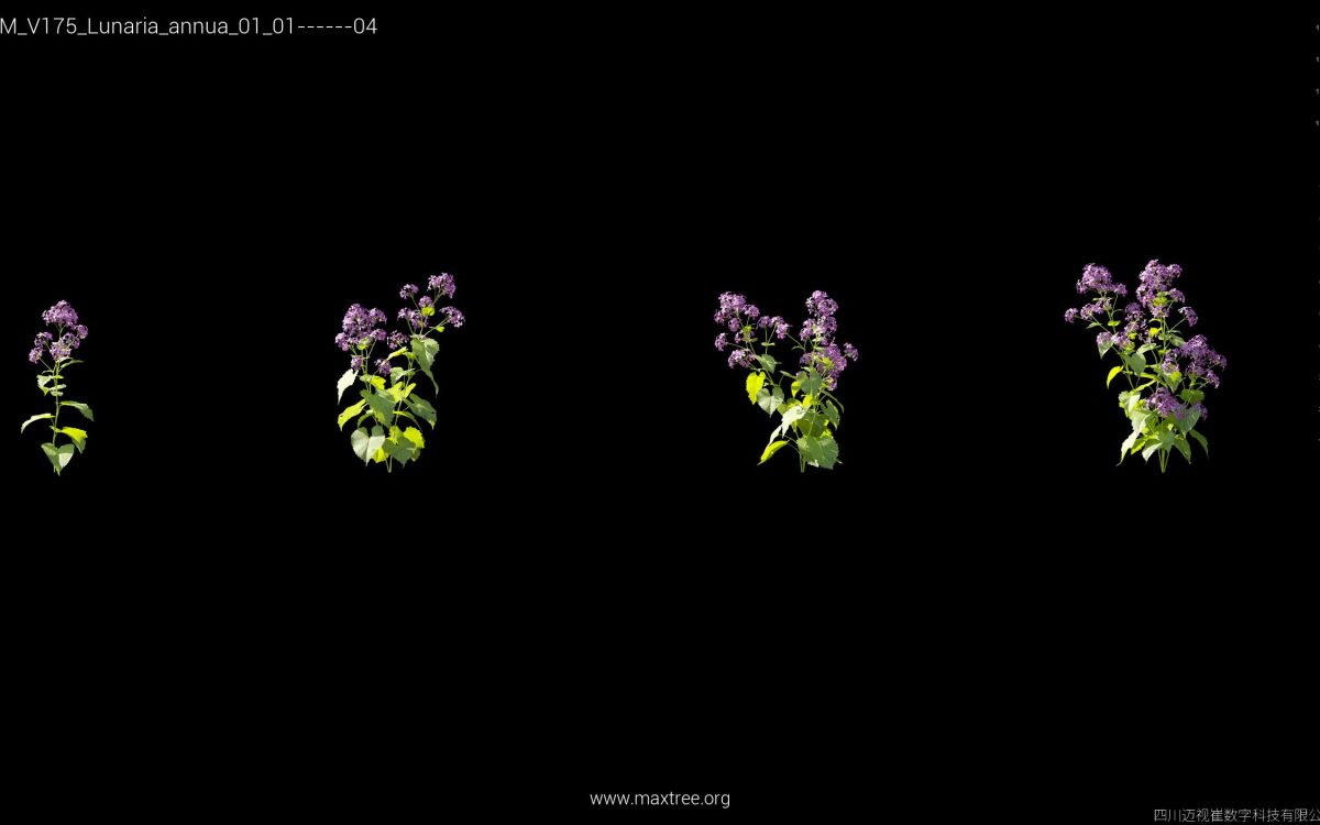 Plant Models Vol 175 - 图片 27