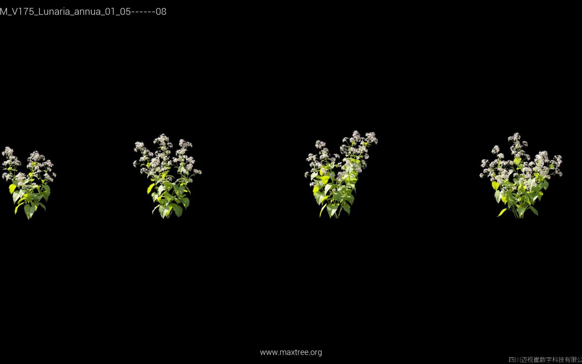 Plant Models Vol 175 - 图片 28