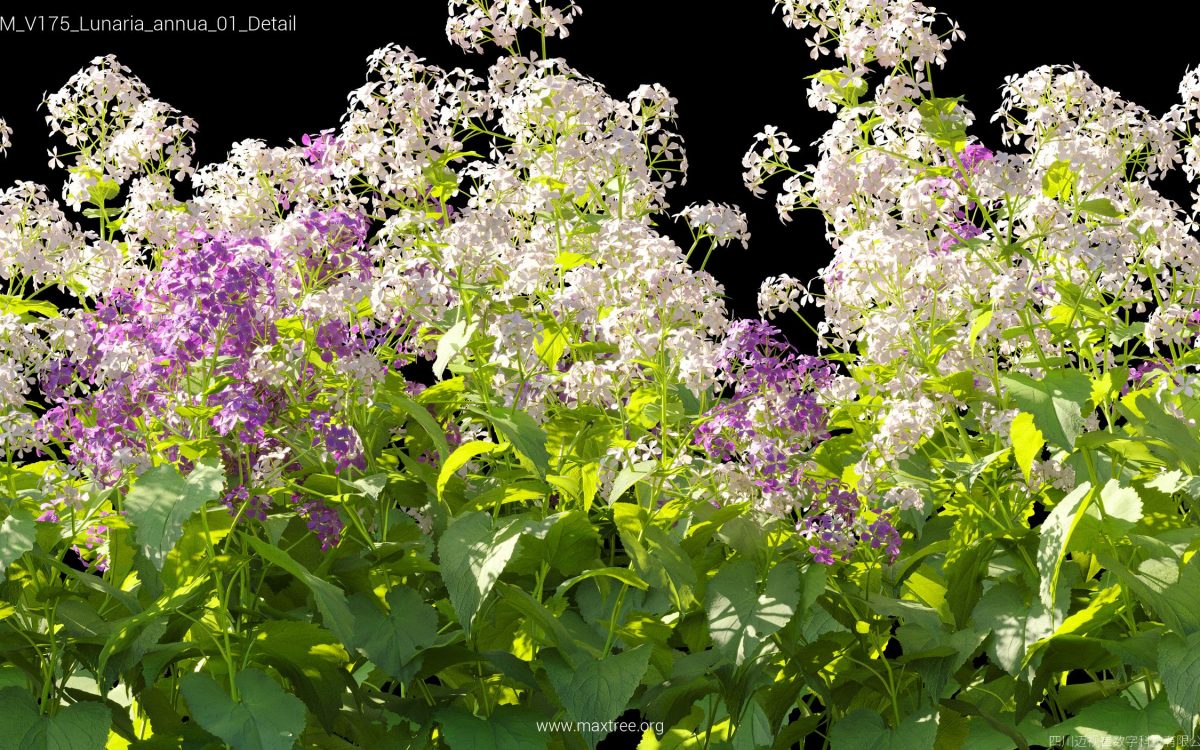 Plant Models Vol 175 - 图片 29