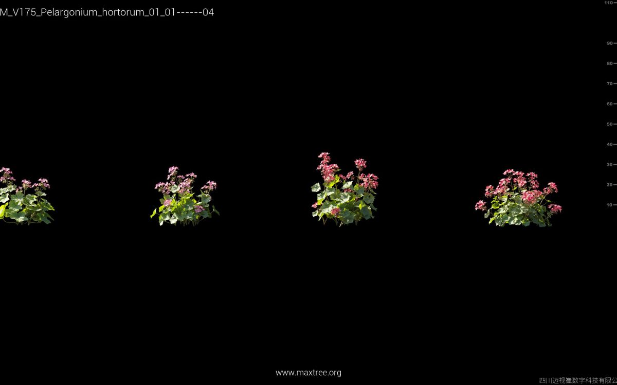 Plant Models Vol 175 - 图片 30