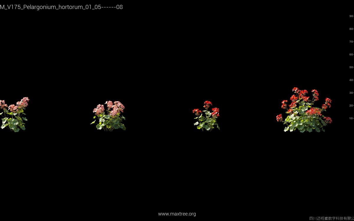 Plant Models Vol 175 - 图片 31