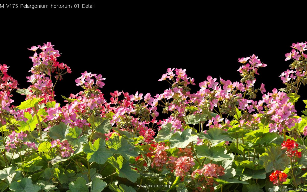 Plant Models Vol 175 - 图片 32