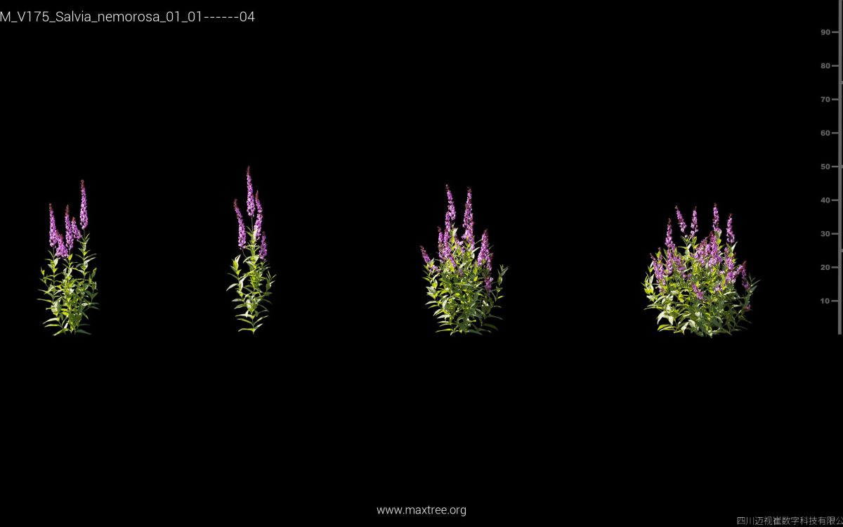 Plant Models Vol 175 - 图片 33
