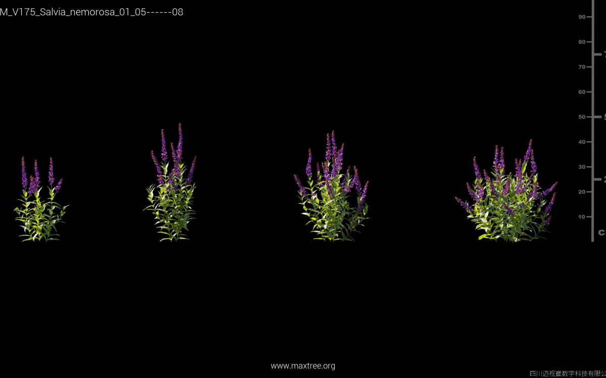 Plant Models Vol 175 - 图片 34