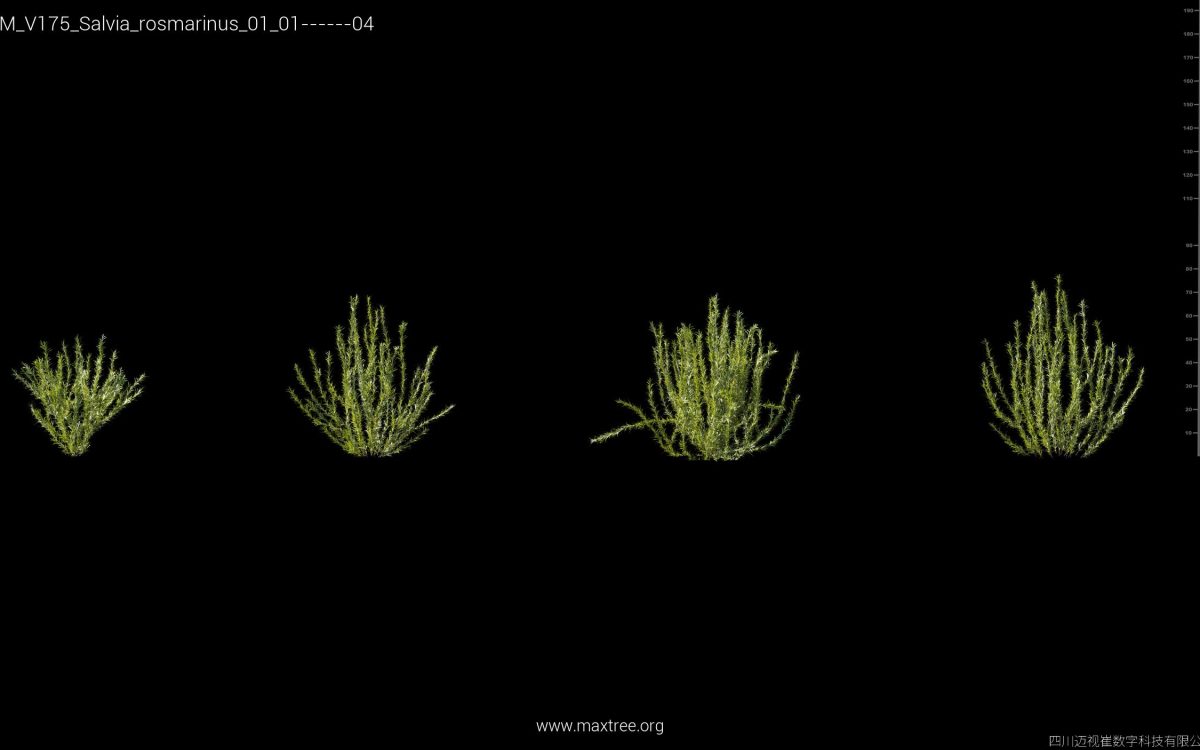Plant Models Vol 175 - 图片 36