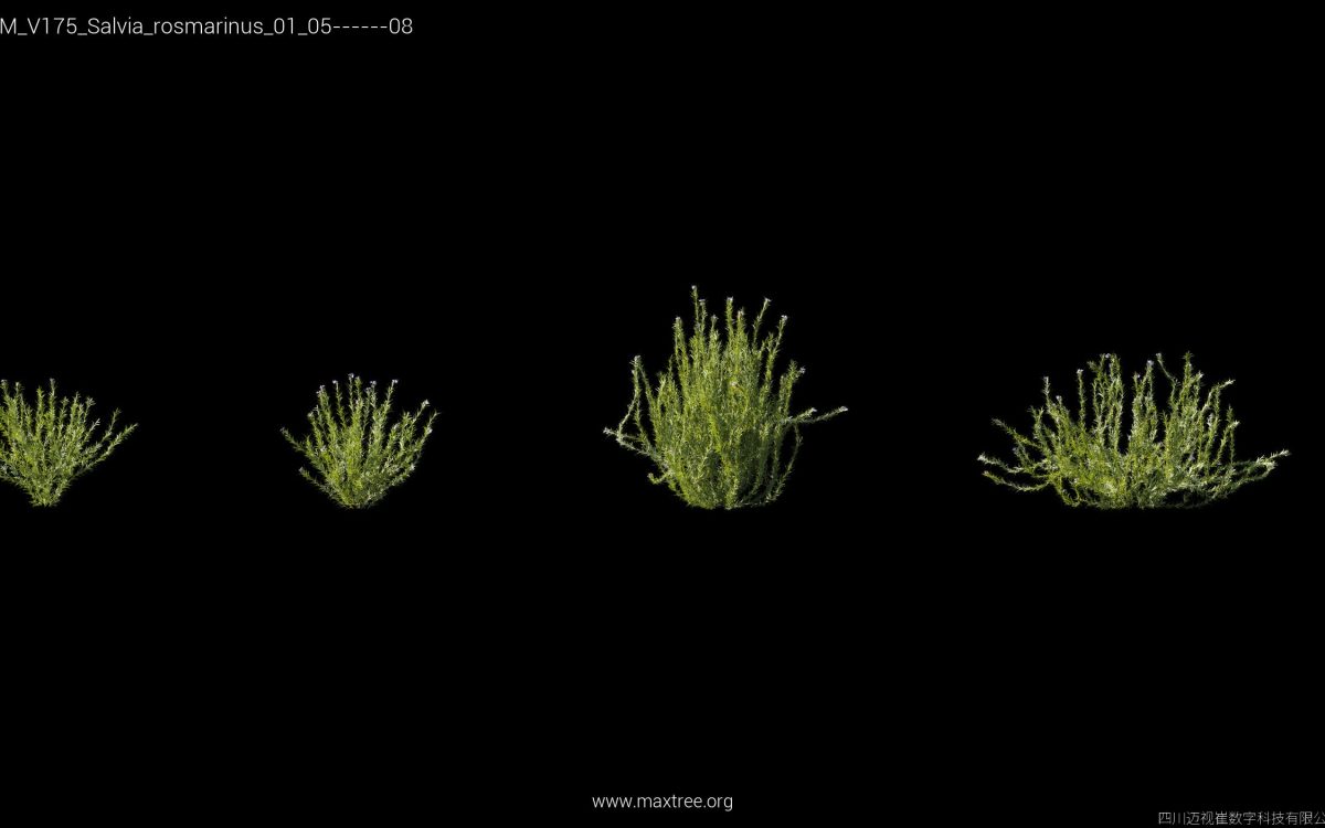 Plant Models Vol 175 - 图片 37