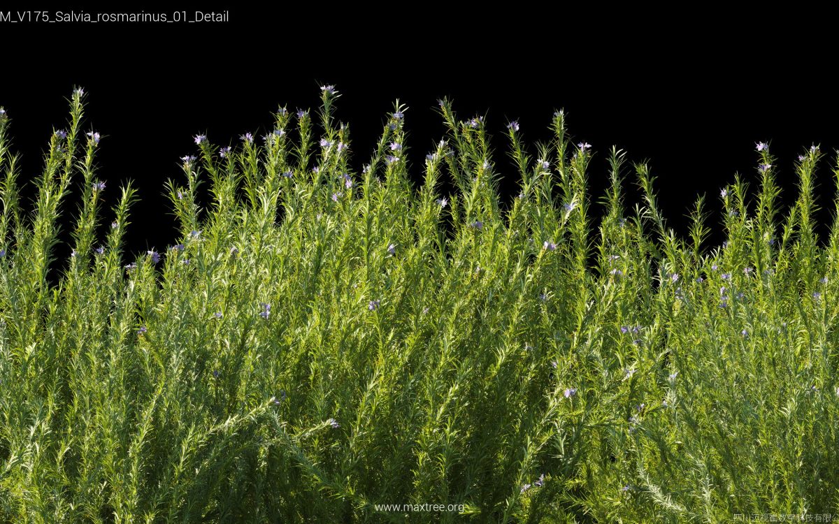 Plant Models Vol 175 - 图片 38