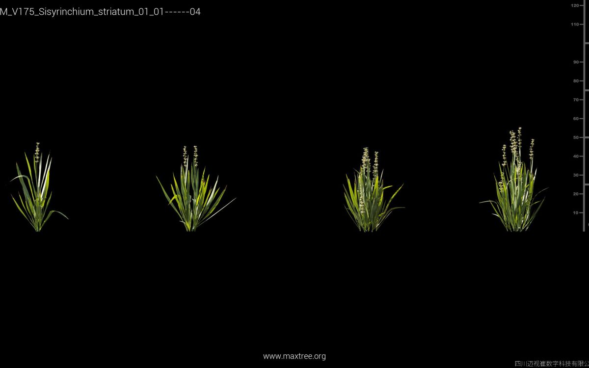Plant Models Vol 175 - 图片 39