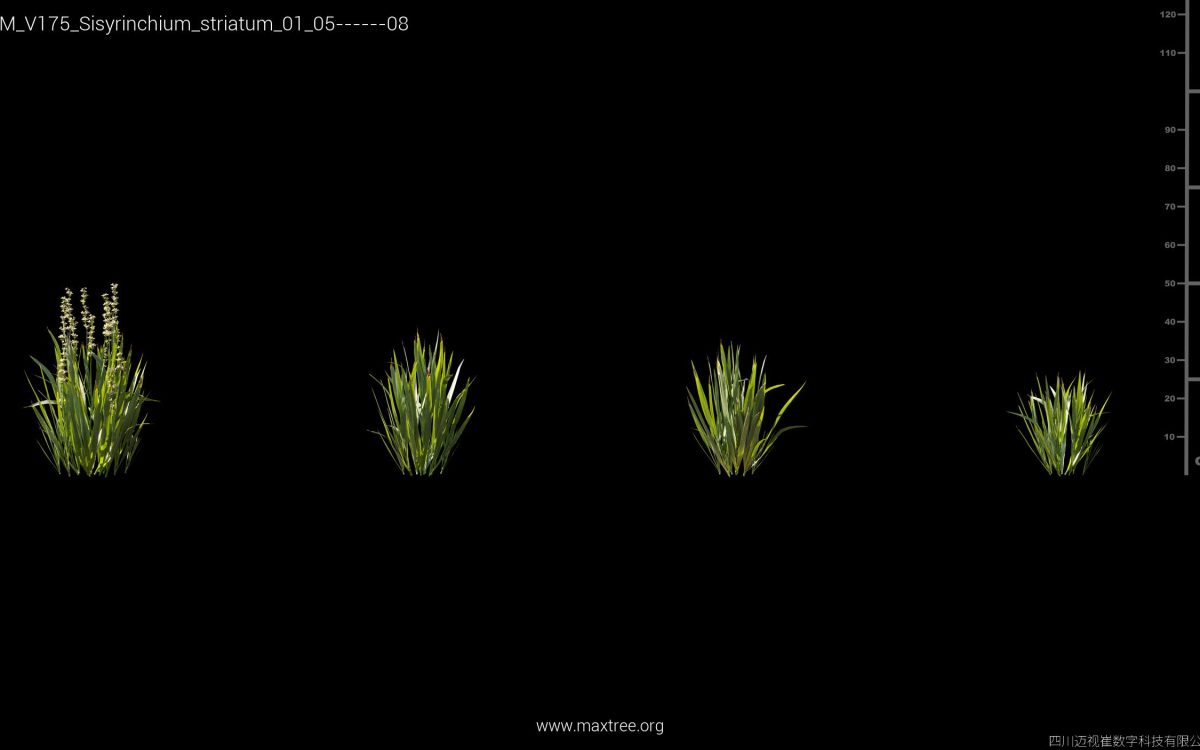 Plant Models Vol 175 - 图片 40