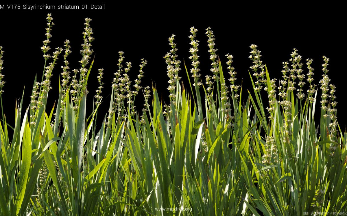 Plant Models Vol 175 - 图片 41