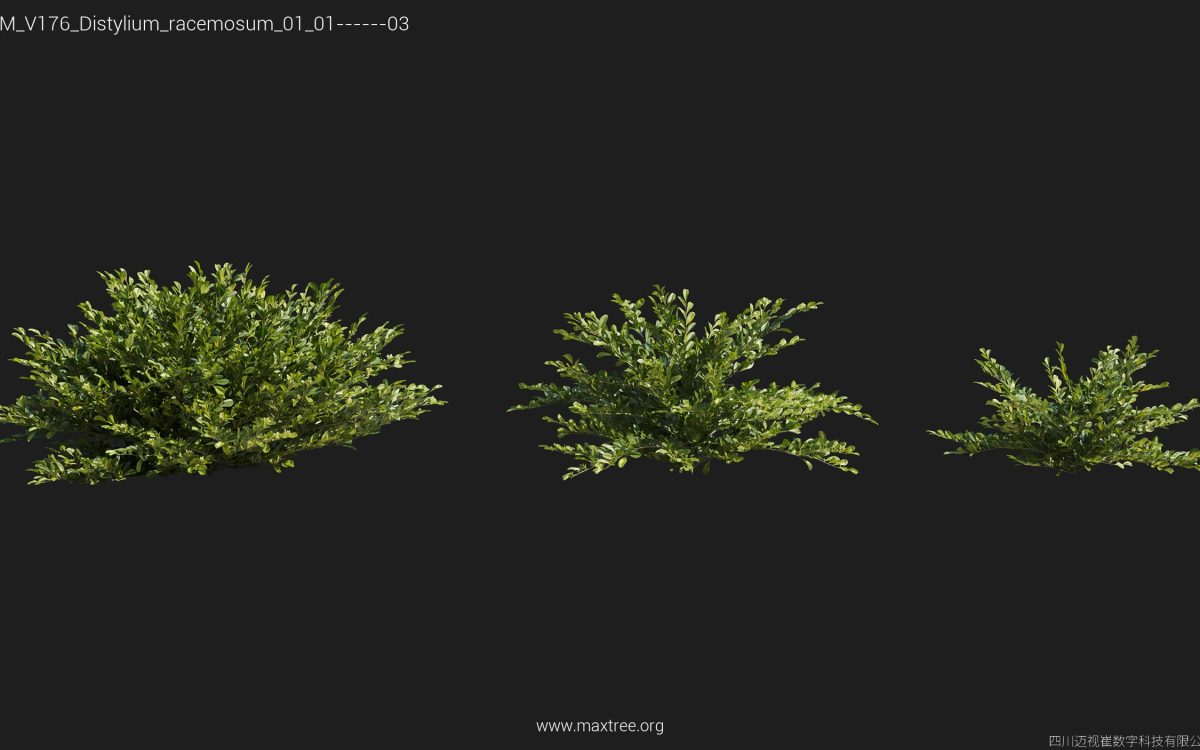 Plant Models Vol 176 - 图片 10