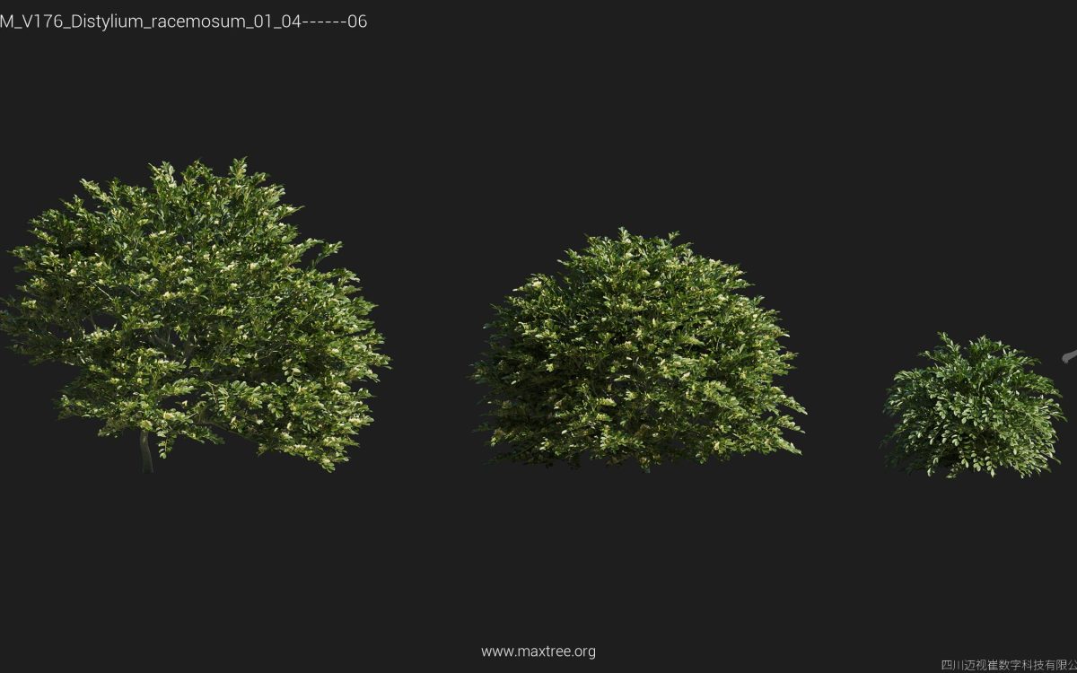 Plant Models Vol 176 - 图片 11