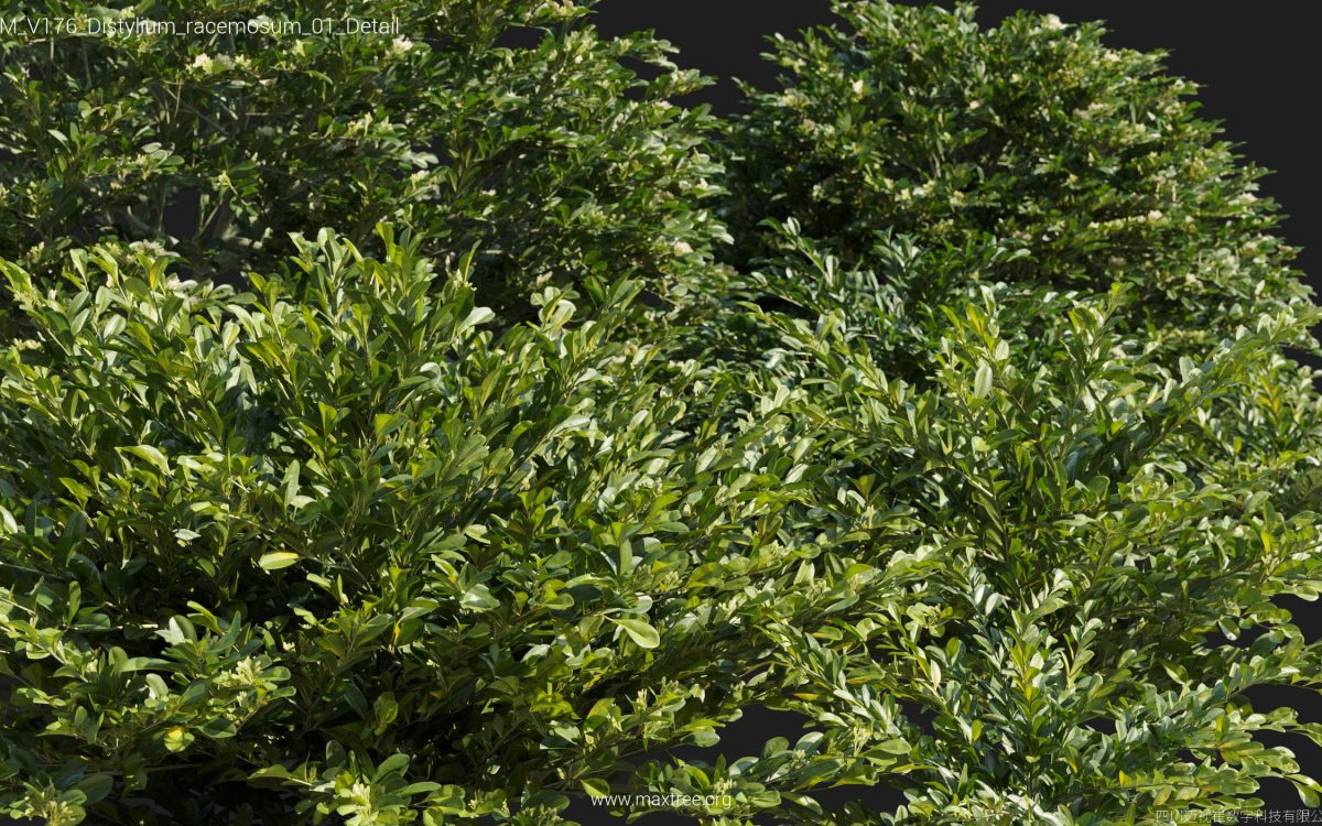 Plant Models Vol 176 - 图片 12
