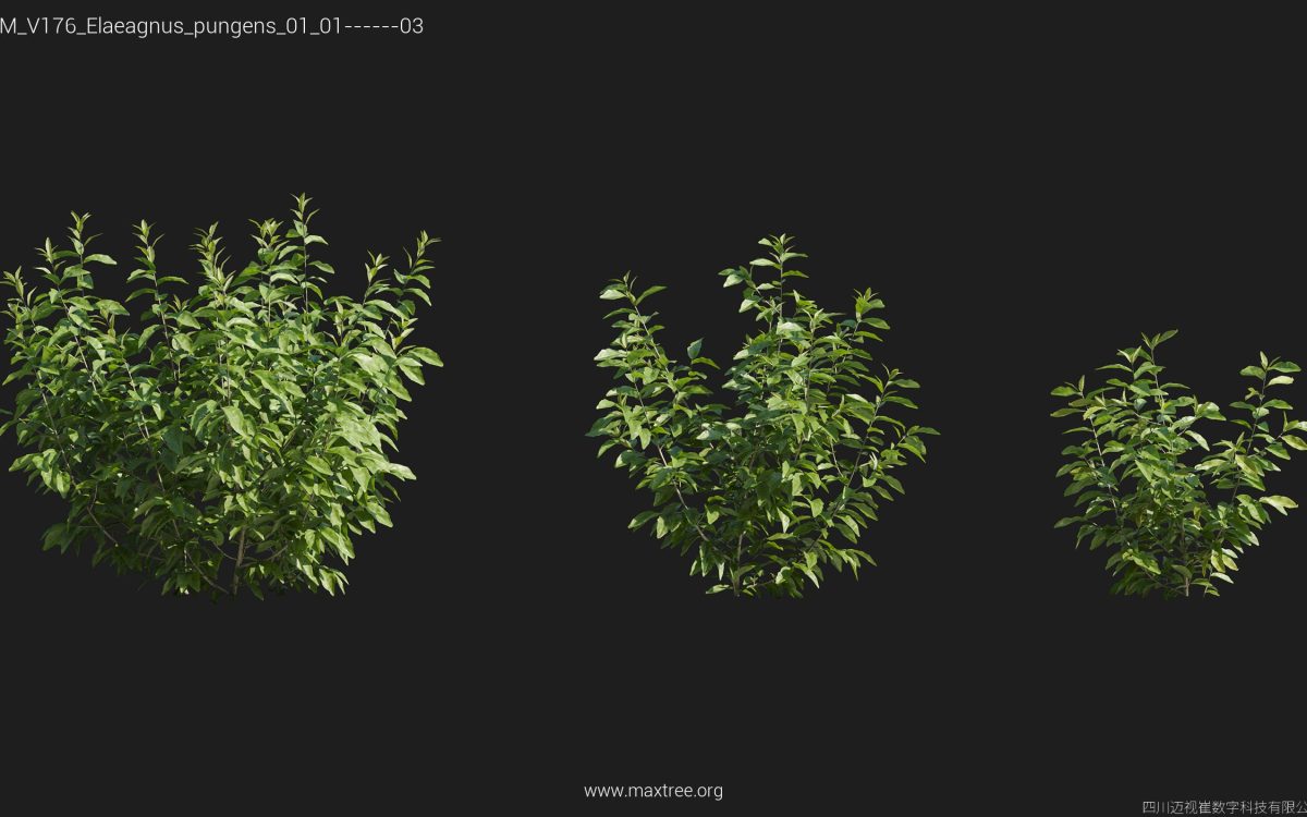 Plant Models Vol 176 - 图片 13