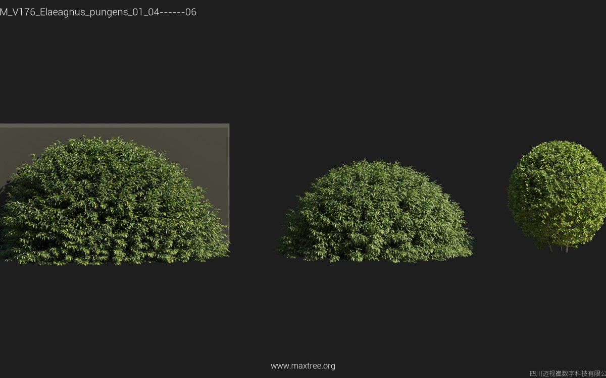 Plant Models Vol 176 - 图片 14