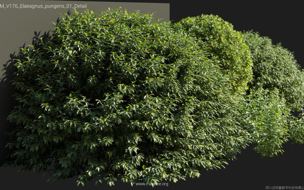 Plant Models Vol 176 - 图片 15