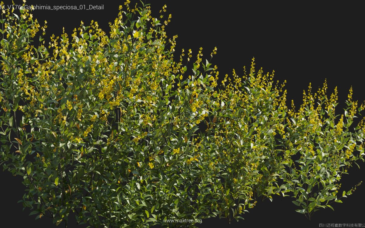 Plant Models Vol 176 - 图片 18
