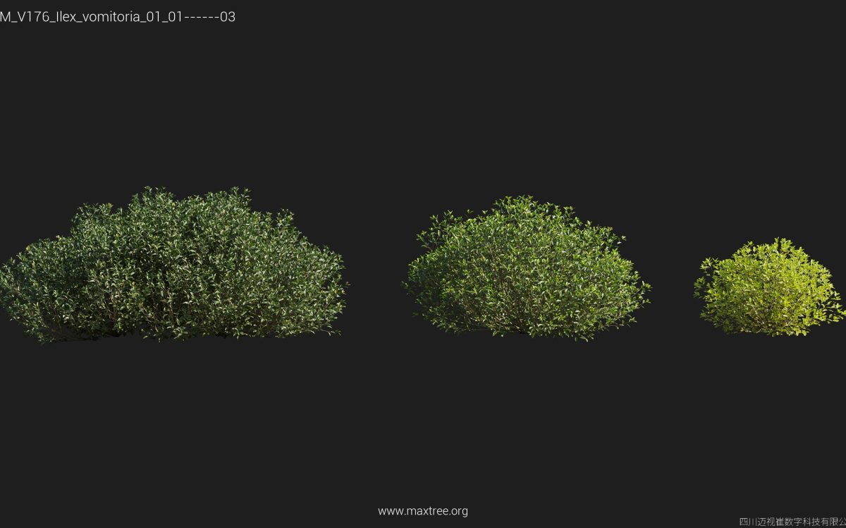 Plant Models Vol 176 - 图片 19